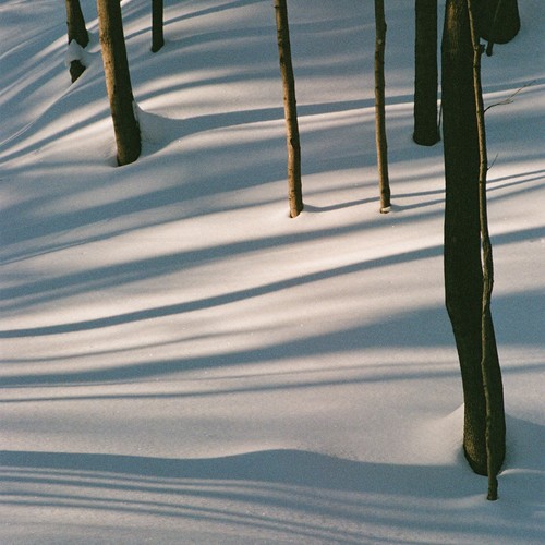 Isabel pine fables album - pine,
